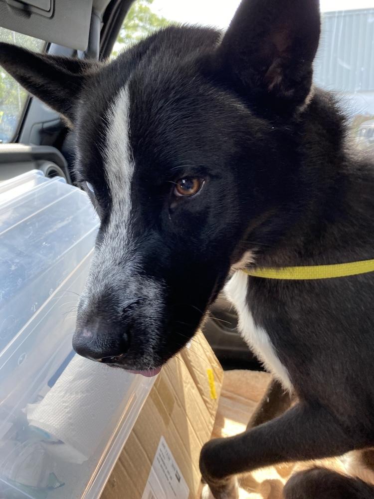 Frank, a Adopted mixed breed in Boston, MA image 1/3