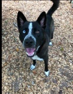 Frank, a Adopted mixed breed in Boston, MA image 3/3