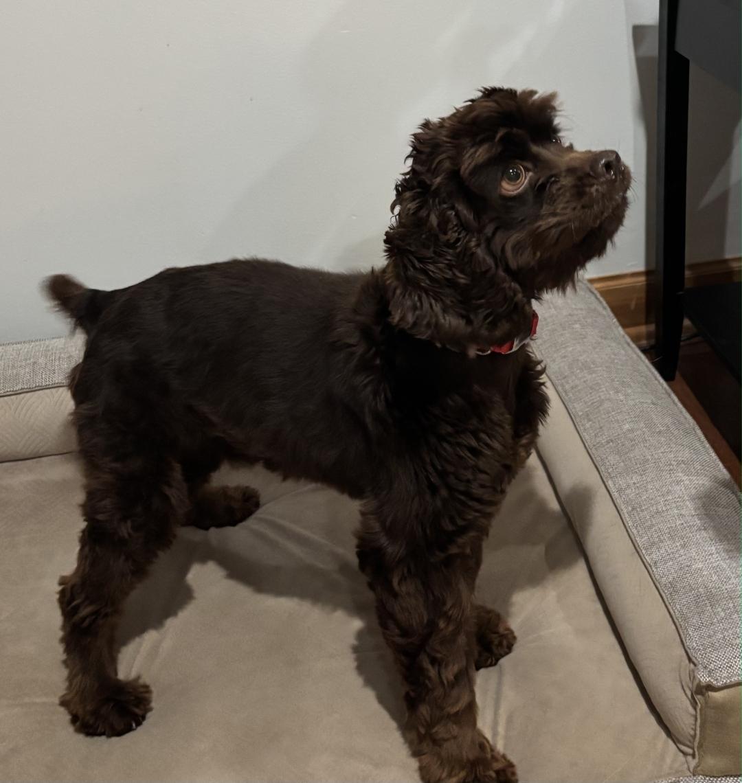 Enlarge Henry - In Foster, a ADOPTABLE Cocker Spaniel in Kalamazoo, MI image 3/3