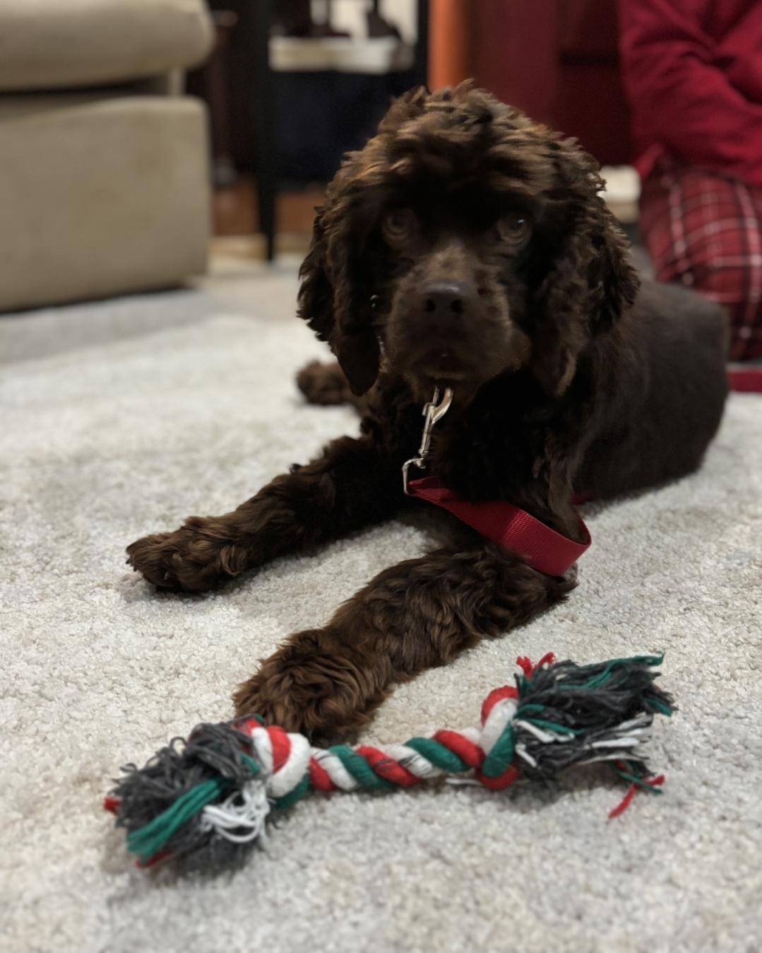 Enlarge Henry - In Foster, a ADOPTABLE Cocker Spaniel in Kalamazoo, MI image 2/3