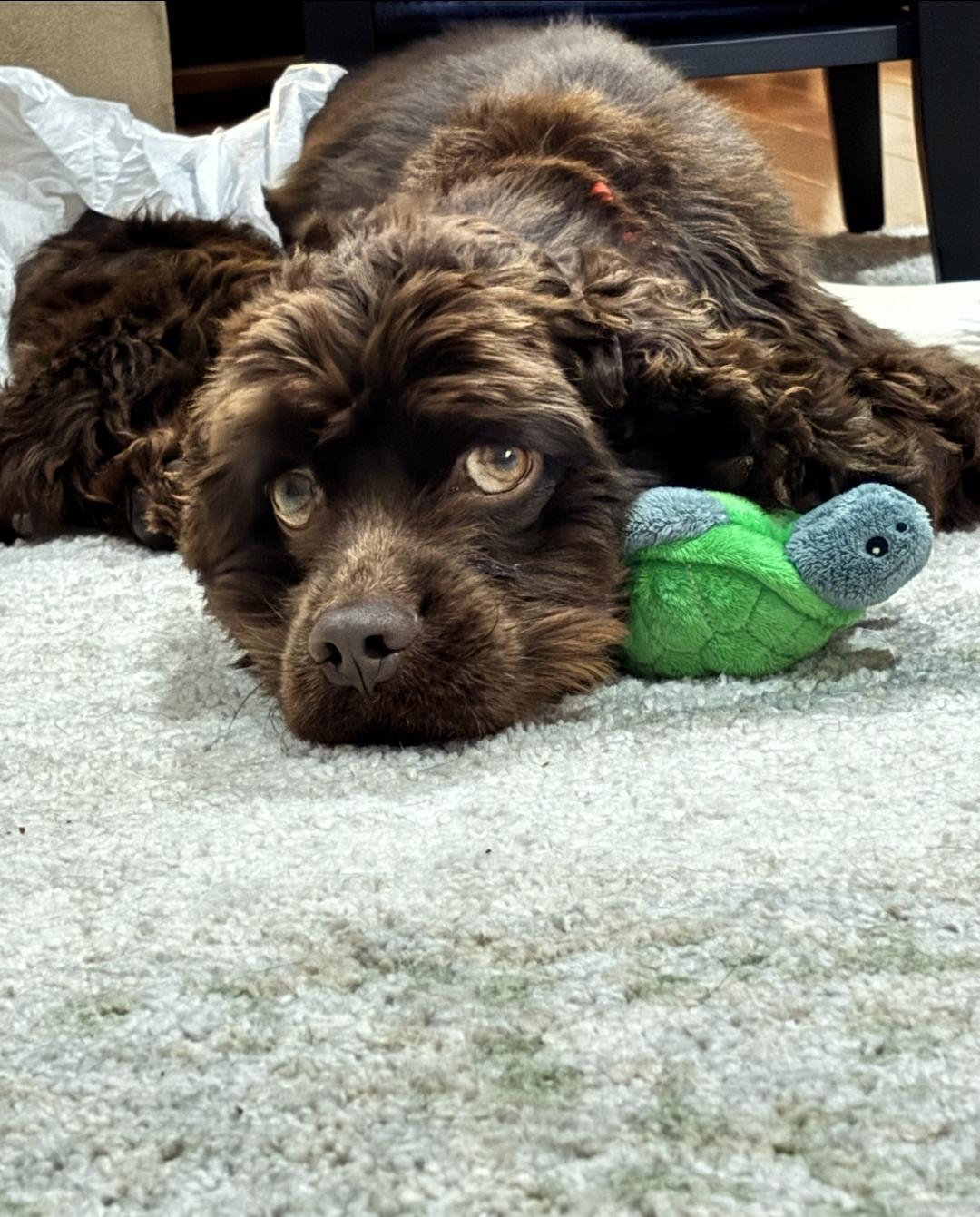 Henry - In Foster, ADOPTABLE, Adult Male Cocker Spaniel.