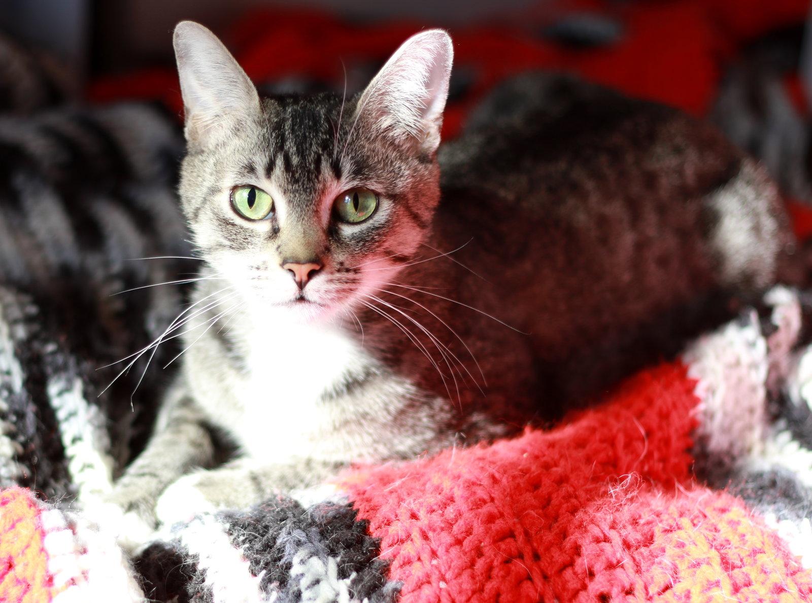 Enlarge Minnow, a Adopted mixed breed in Mankato, MN image 3/3