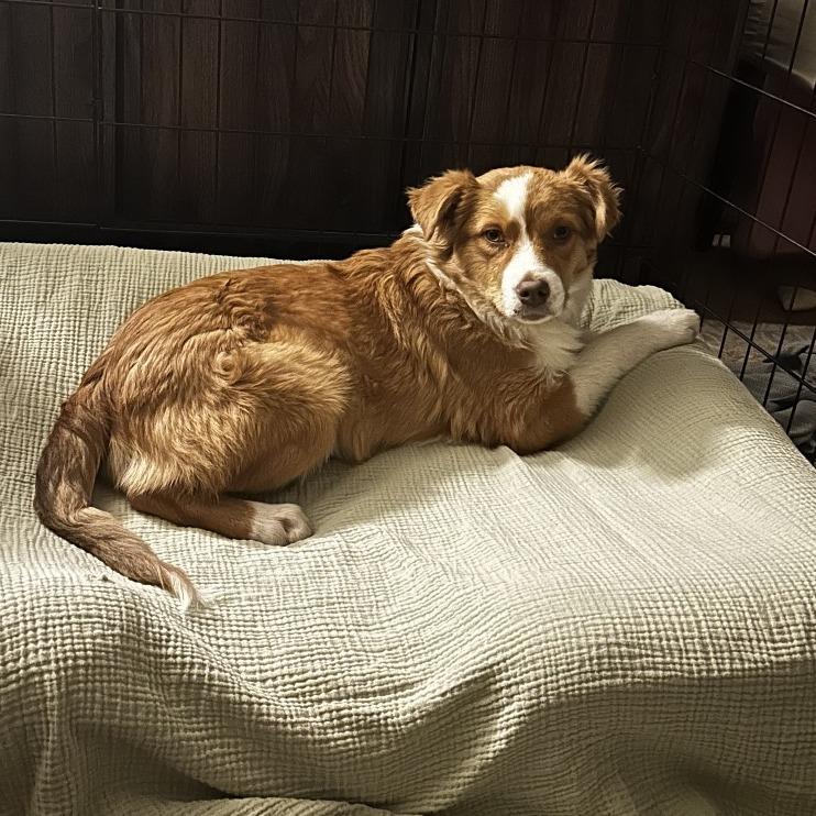Copper, Adoptable, Young Male Australian Shepherd & Mixed Breed.