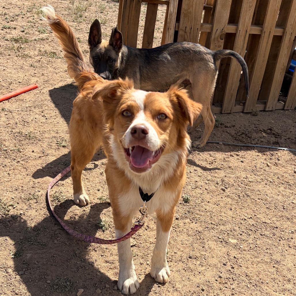 Enlarge Copper, a Adoptable mixed breed in Flagstaff, AZ image 2/4