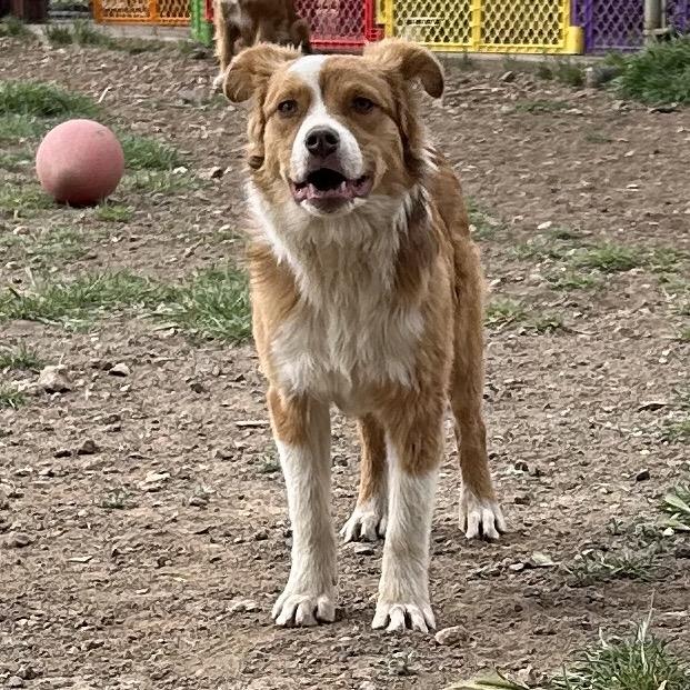 Enlarge Copper, a Adoptable mixed breed in Flagstaff, AZ image 3/4