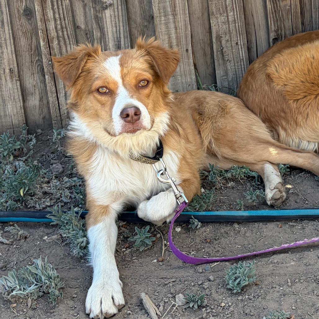 Enlarge Copper, a Adoptable mixed breed in Flagstaff, AZ image 4/4