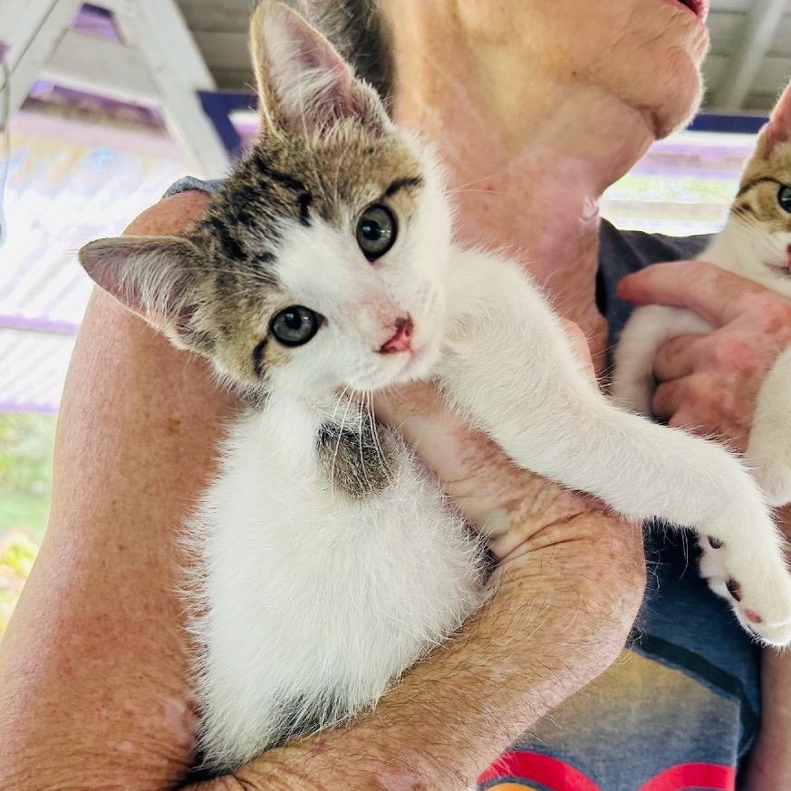 Kit-Kat, a Adoptable Domestic Medium Hair in Pahoa, HI image 1/6