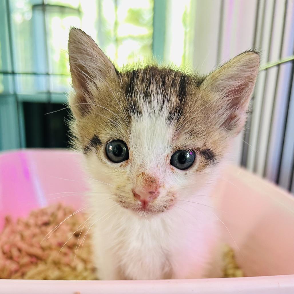 Kit-Kat, a Adoptable Domestic Medium Hair in Pahoa, HI image 3/6