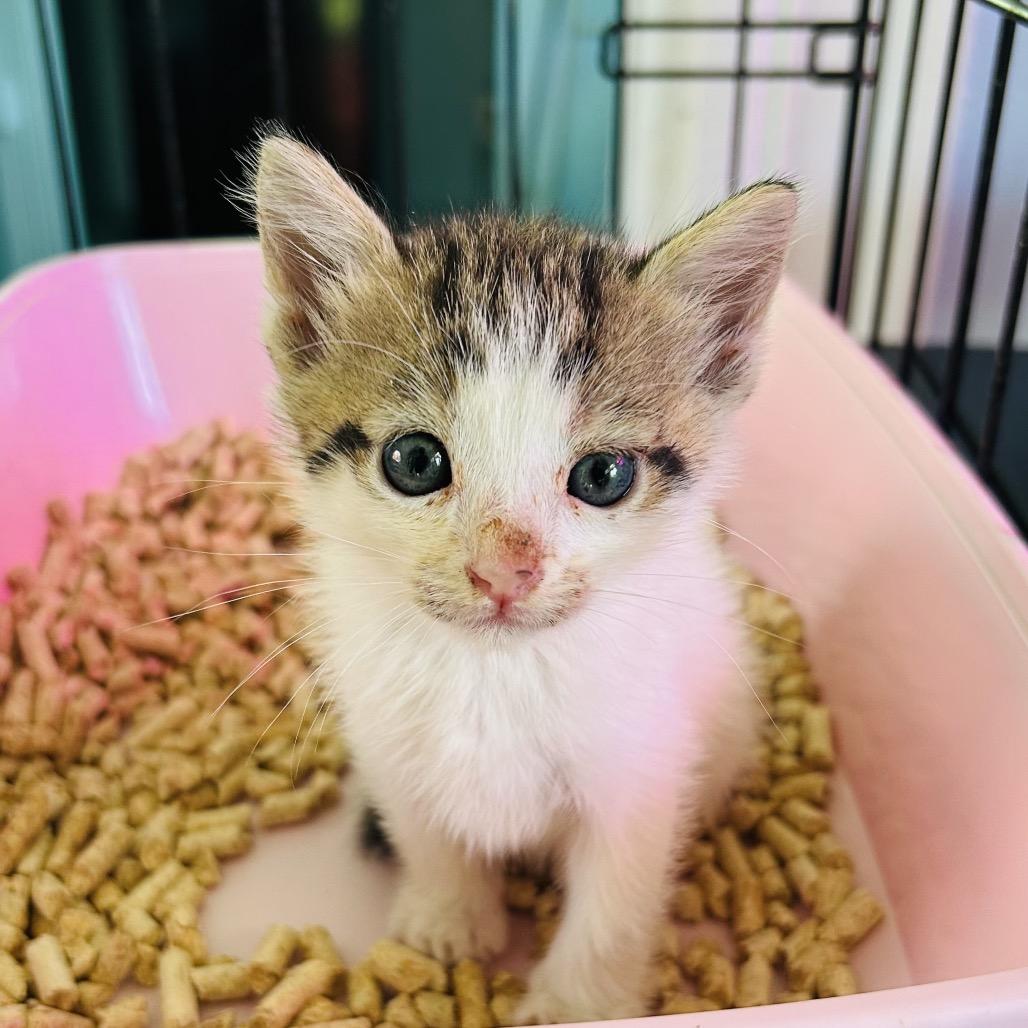 Kit-Kat, a Adoptable Domestic Medium Hair in Pahoa, HI image 4/6