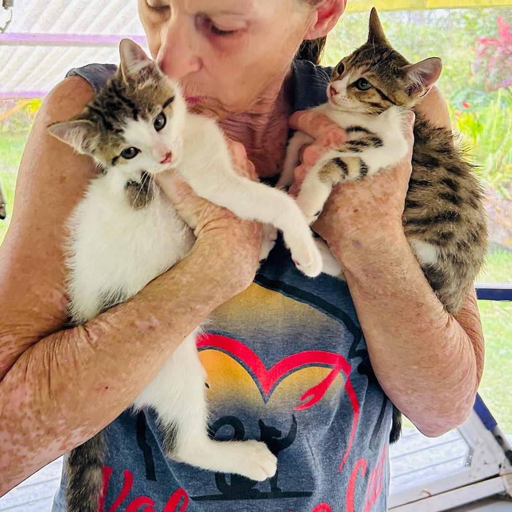 Kit-Kat, a Adoptable Domestic Medium Hair in Pahoa, HI image 5/6