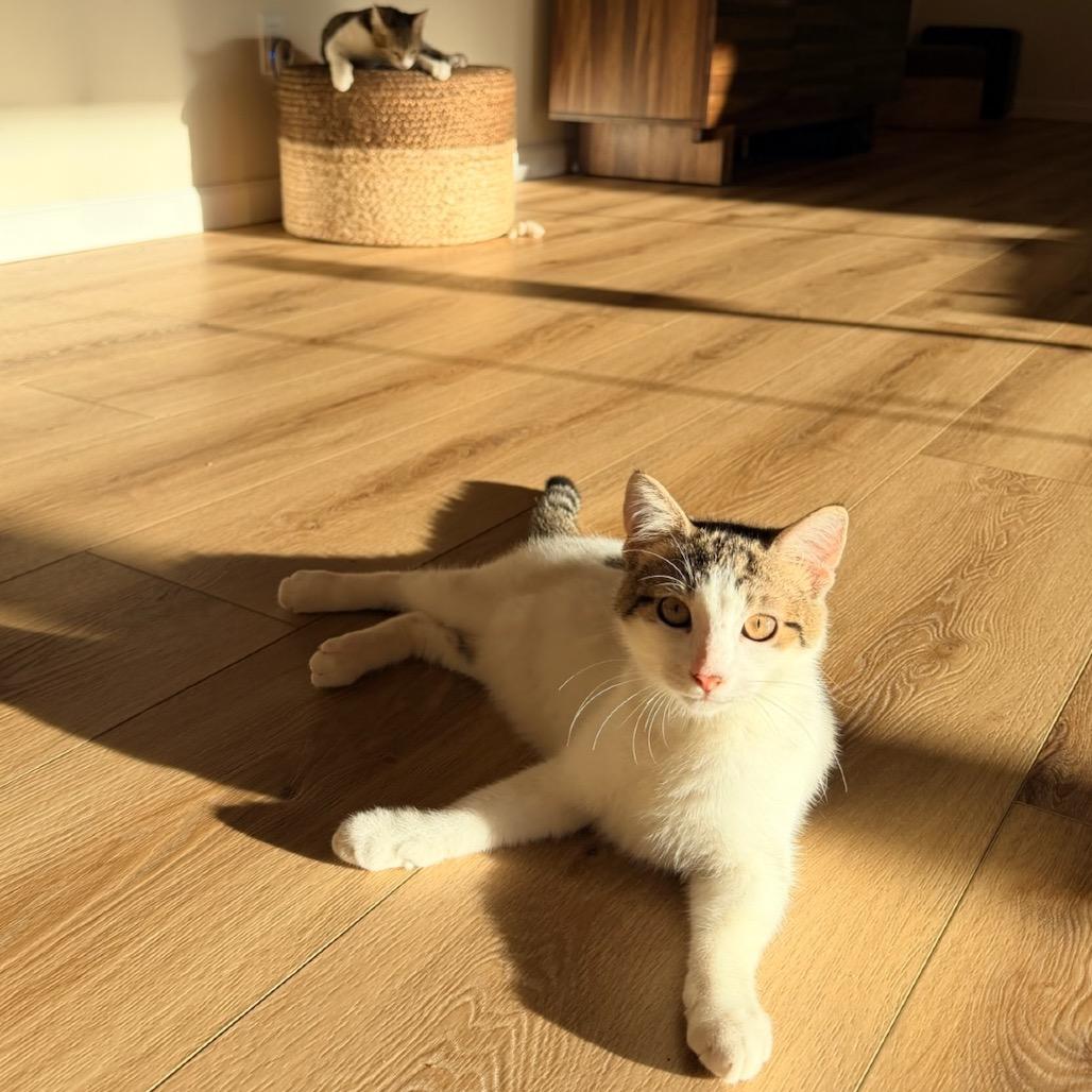 Kit-Kat, a Adoptable Domestic Medium Hair in Pahoa, HI image 6/6