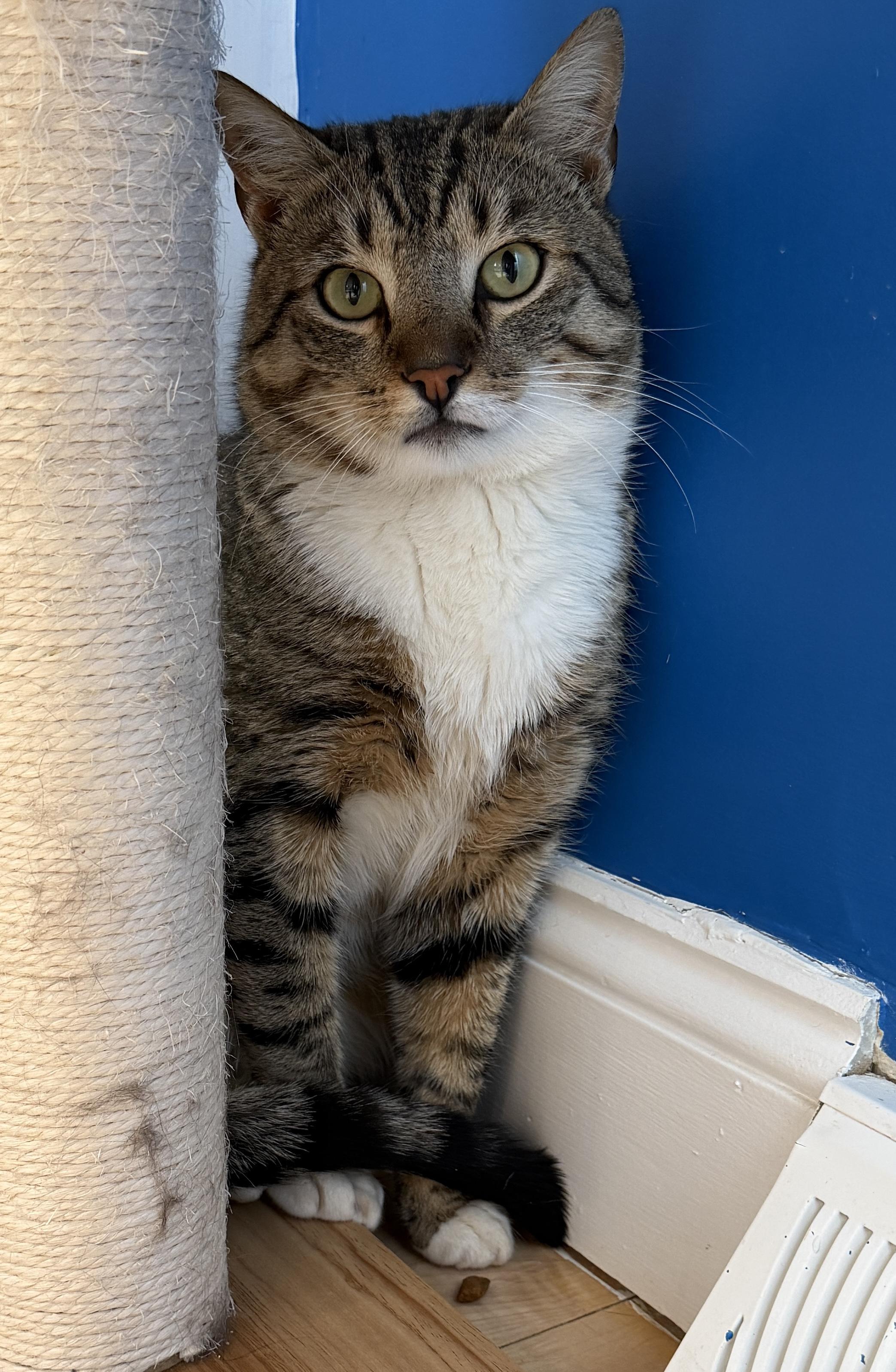 Enlarge Hector, a ADOPTABLE American Shorthair in Hull, MA image 5/5