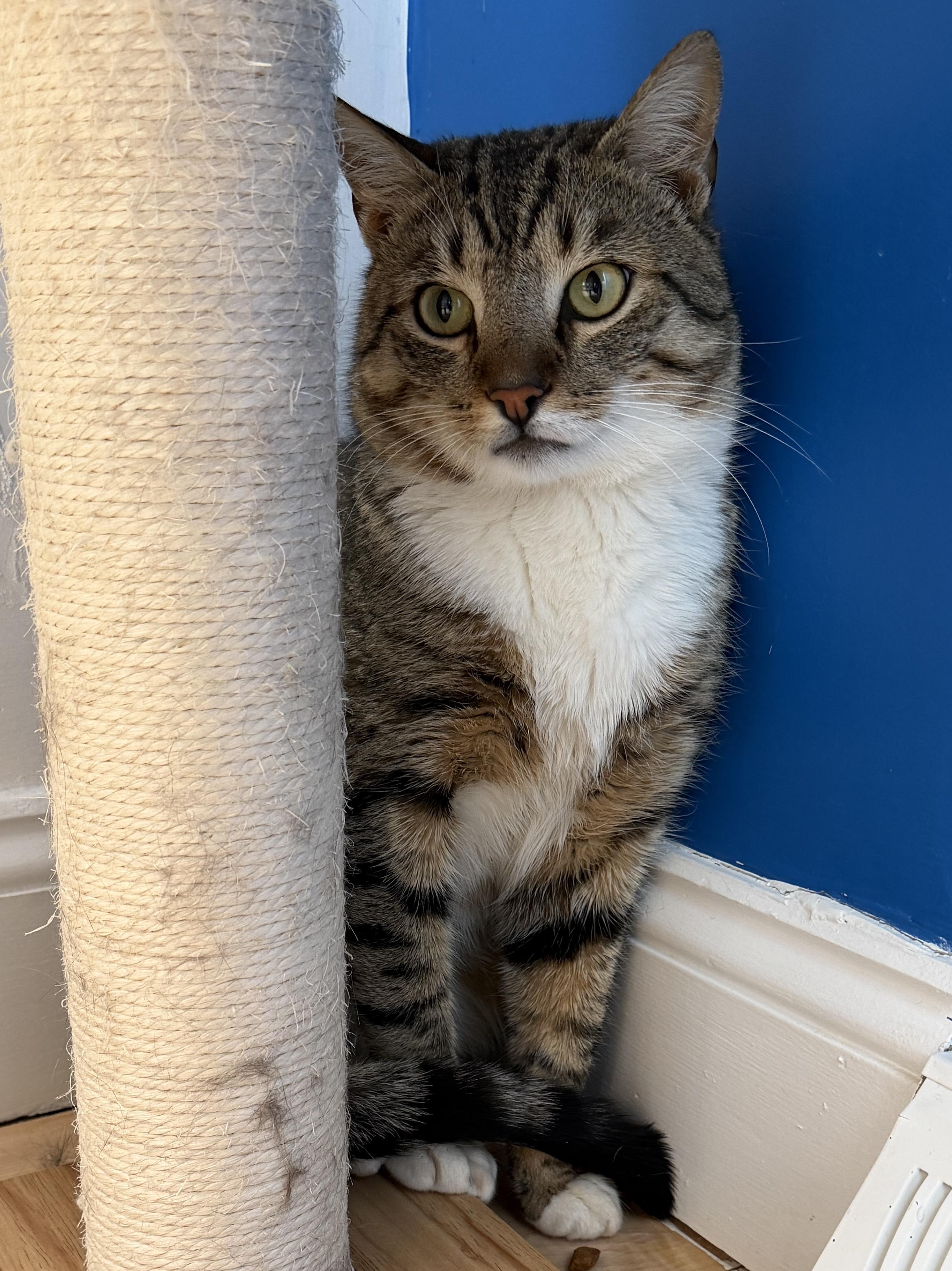 Enlarge Hector, a ADOPTABLE American Shorthair in Hull, MA image 2/5