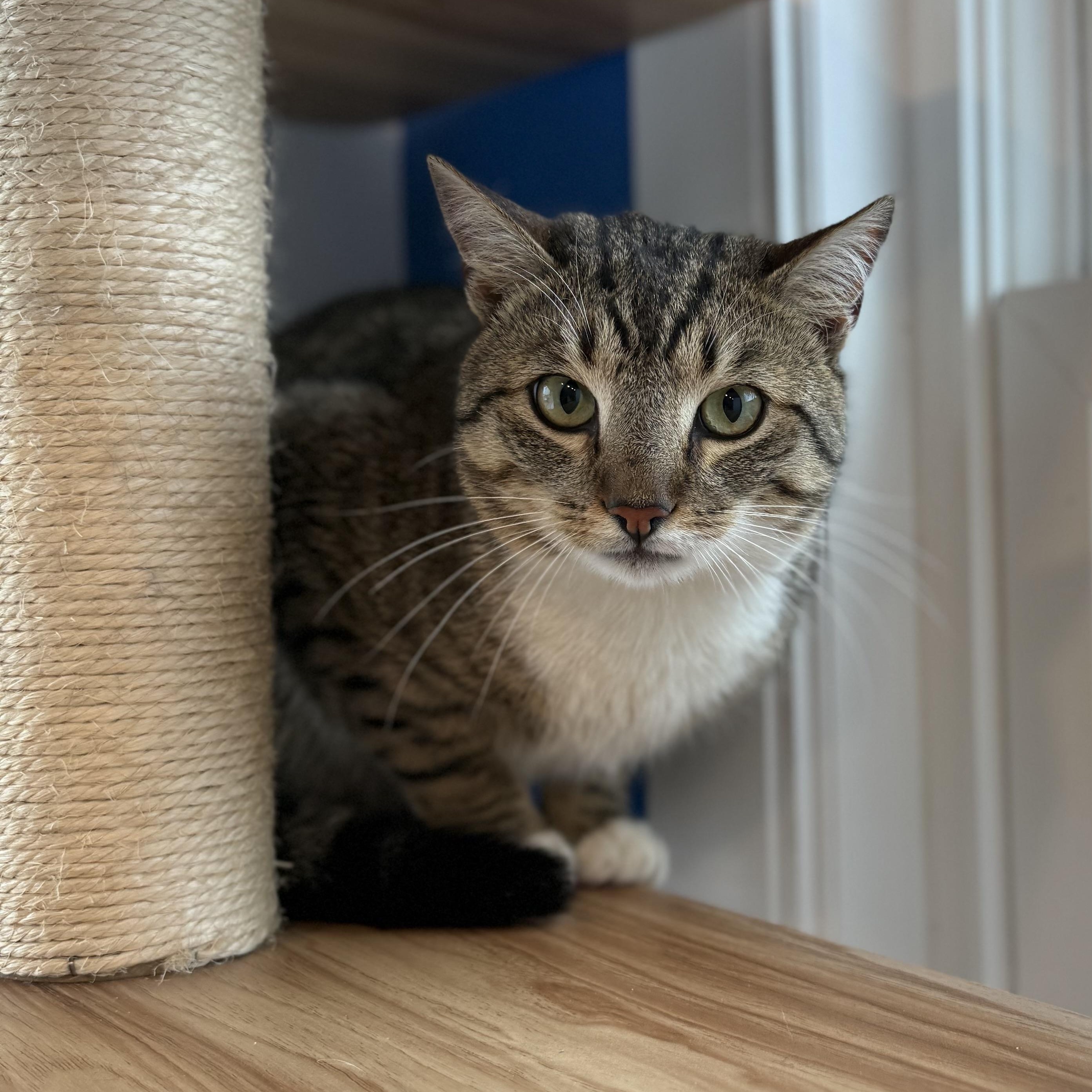 Hector, ADOPTABLE, Adult Male American Shorthair.