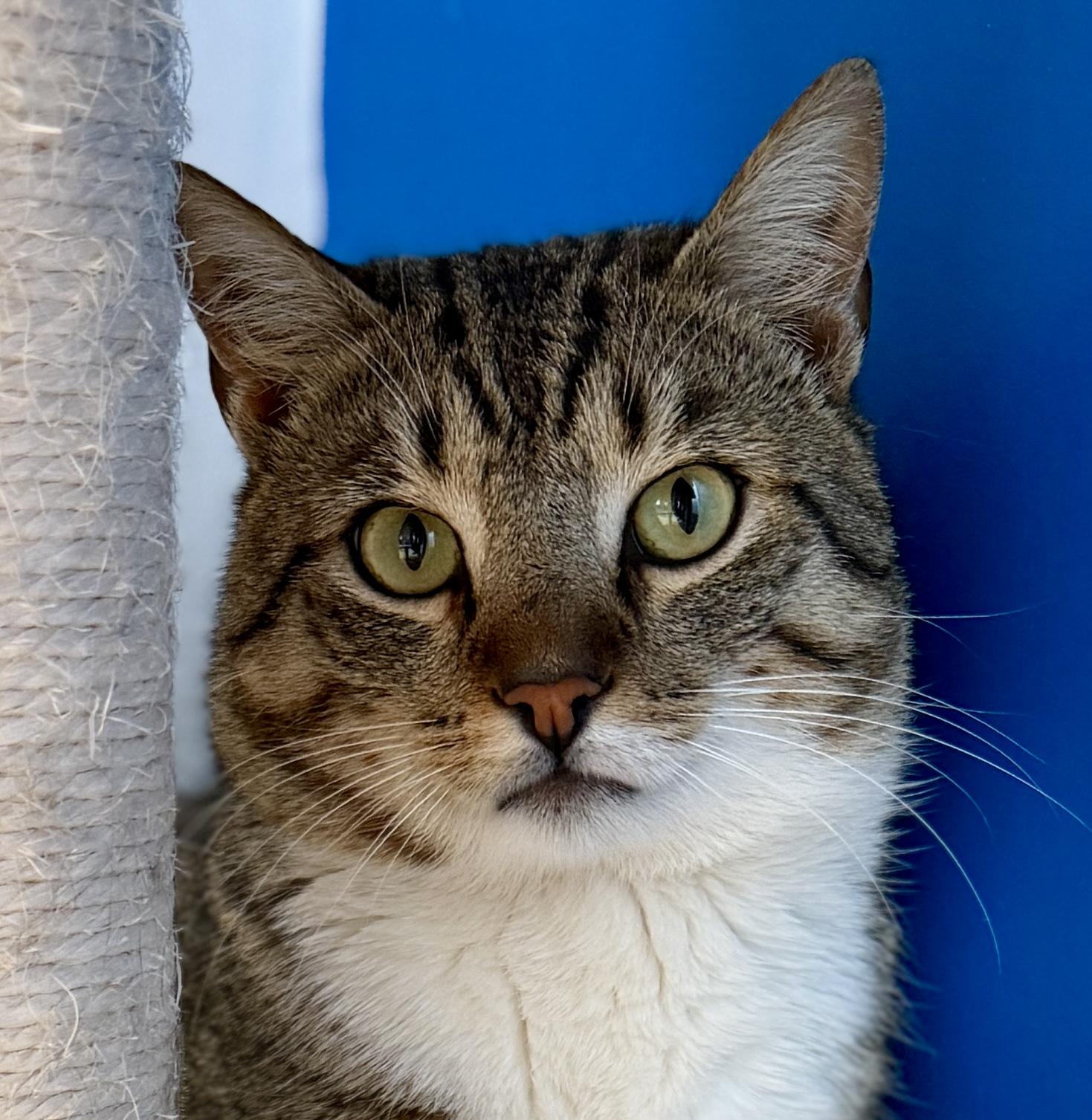 Enlarge Hector, a ADOPTABLE American Shorthair in Hull, MA image 1/5