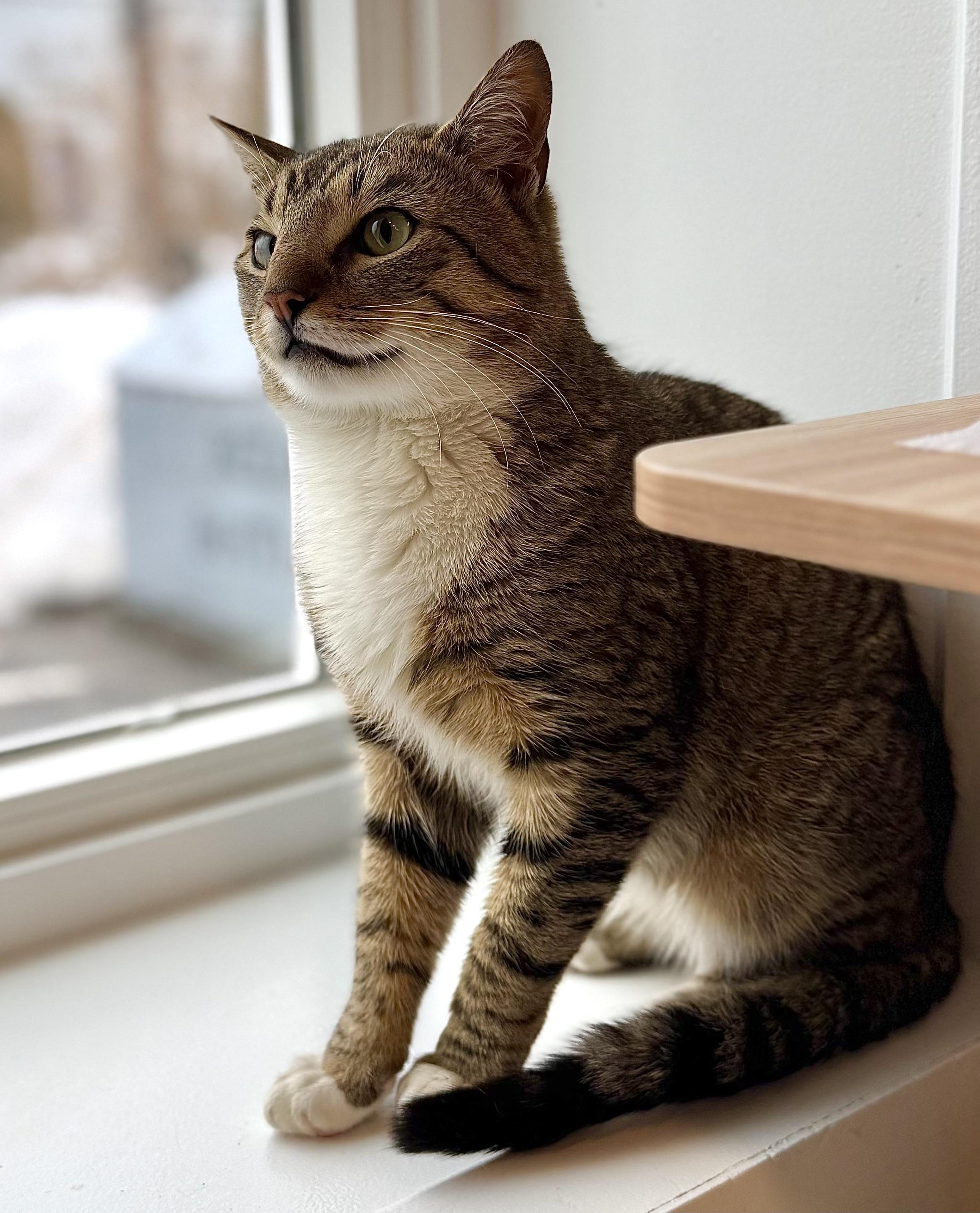 Enlarge Hector, a ADOPTABLE American Shorthair in Hull, MA image 3/5