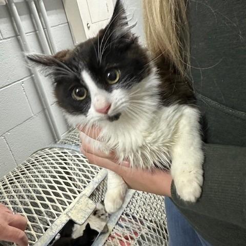 Saffron, a Adoptable Domestic Medium Hair in Coos Bay, OR image 1/2