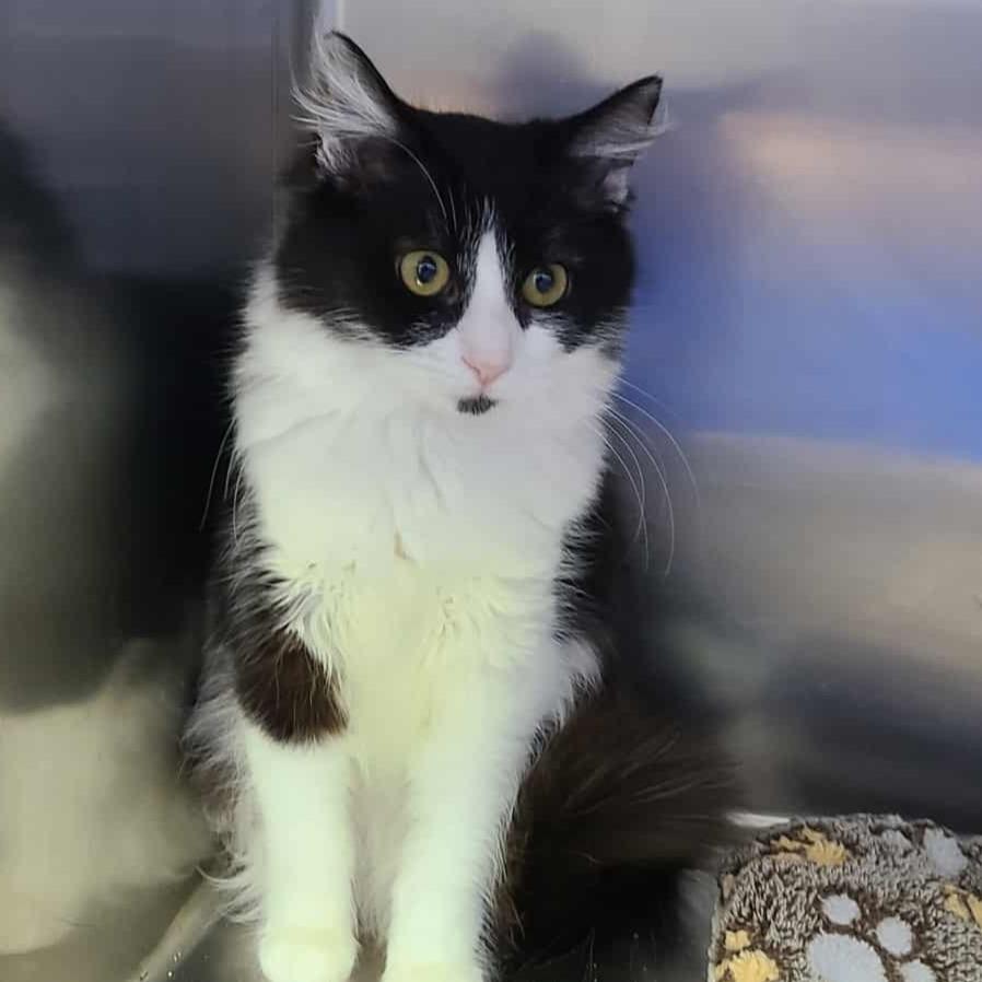 Saffron, a Adoptable Domestic Medium Hair in Coos Bay, OR image 2/2