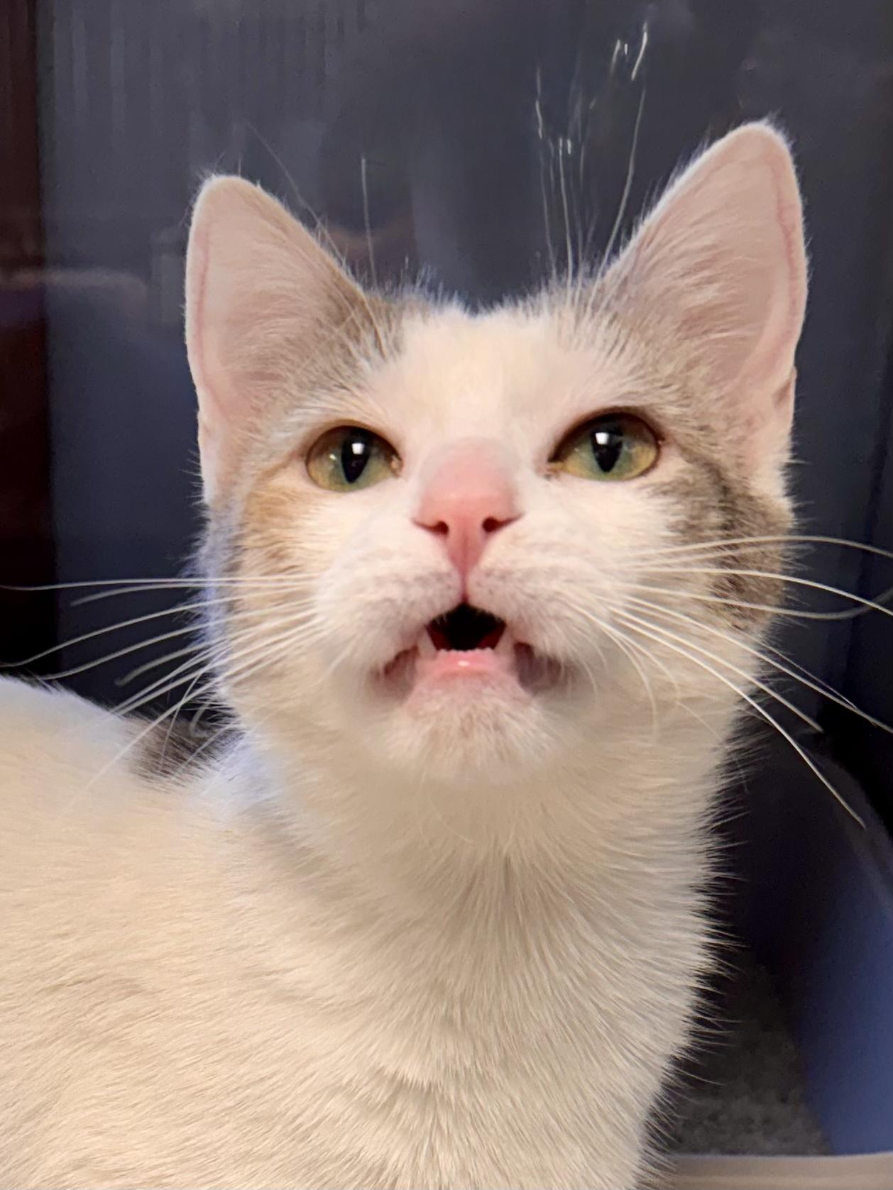 Canva, an adopted Domestic Short Hair in Midland, MI image 1/3