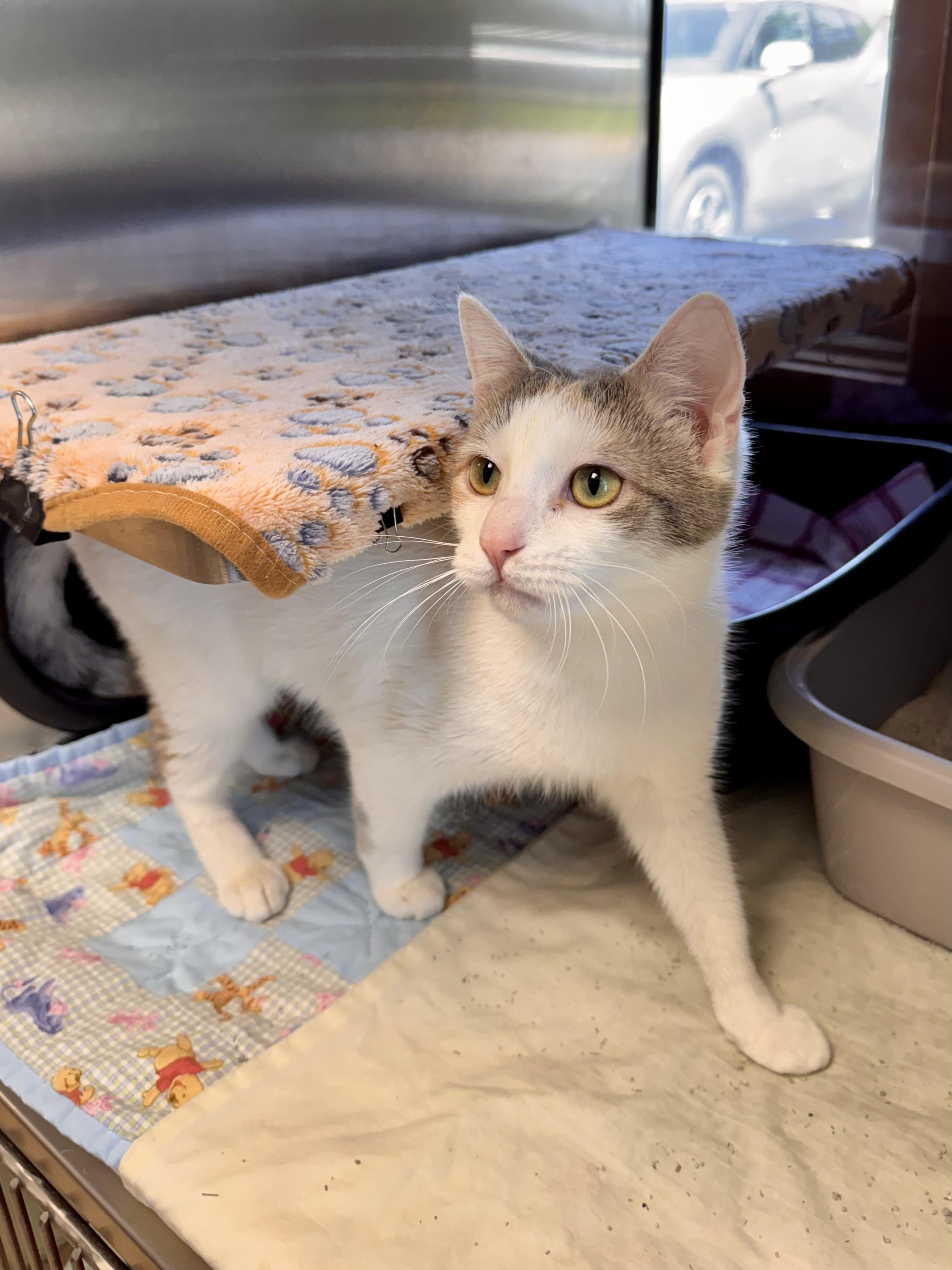 Canva, an adopted Domestic Short Hair in Midland, MI image 3/3