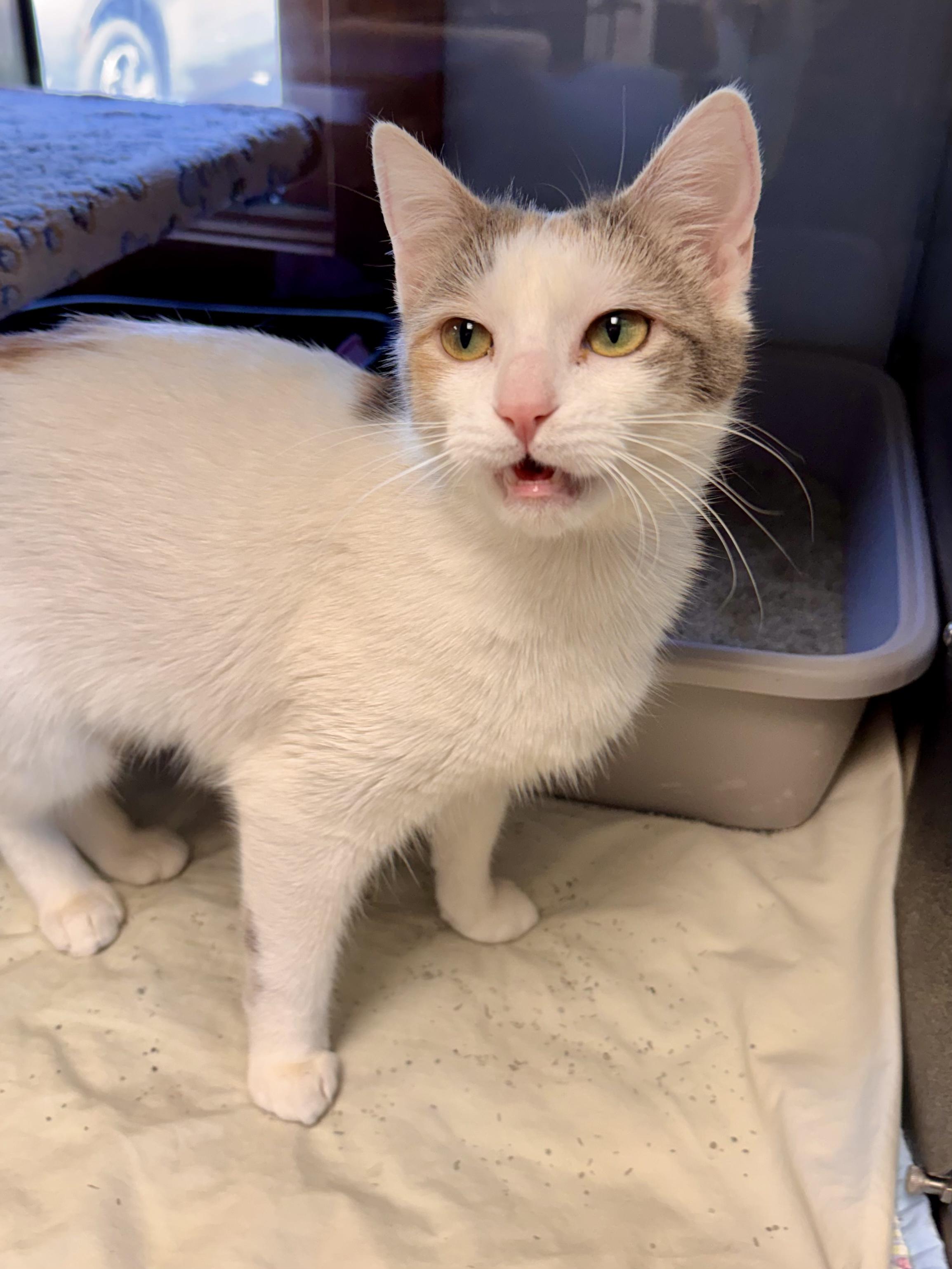 Canva, an adopted Domestic Short Hair in Midland, MI image 2/3