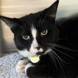Basil, ADOPTABLE, Adult Male Domestic Short Hair.