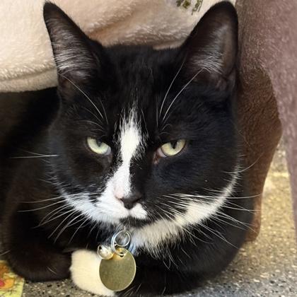 Basil, ADOPTABLE, Adult Male Domestic Short Hair.
