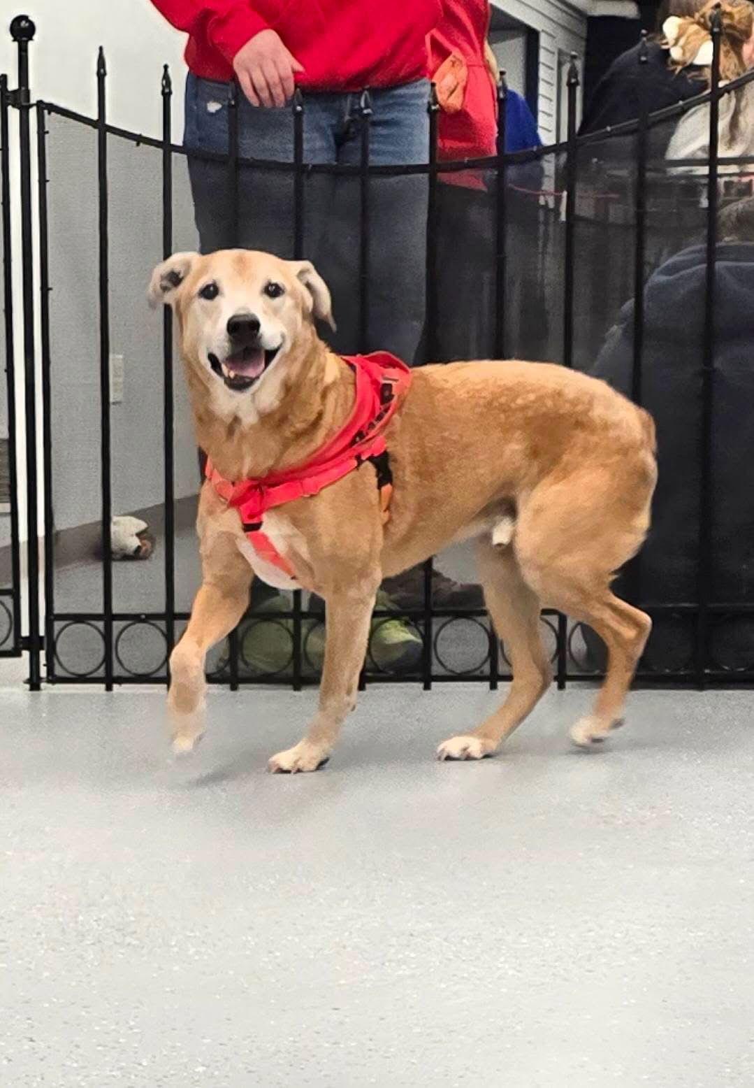 Max Hip *LOCAL*, Adoptable, Senior Male Labrador Retriever.