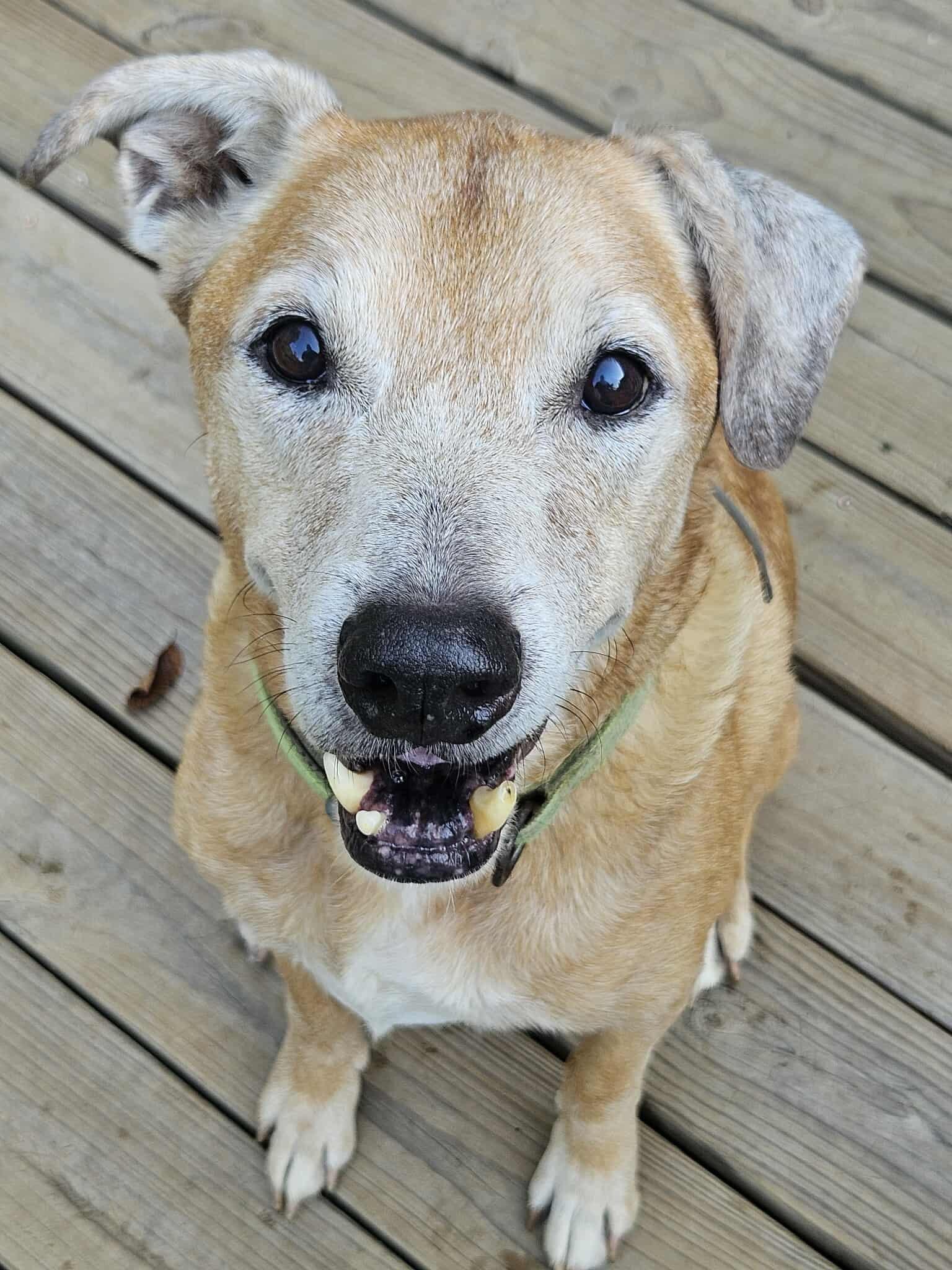 Max Hip *LOCAL*, Adoptable, Senior Male Labrador Retriever.