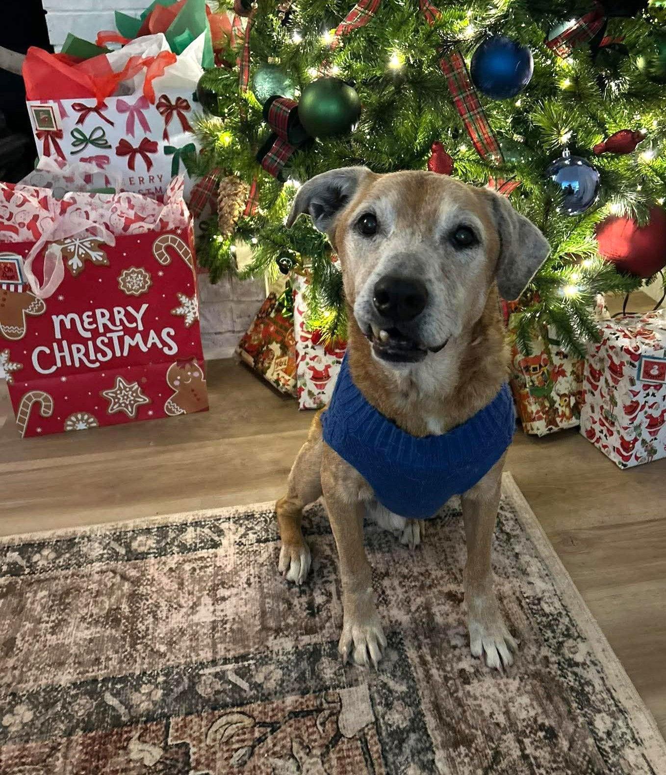 Enlarge Max Hip *LOCAL*, a Adoptable Labrador Retriever in Wakefield, RI image 2/3