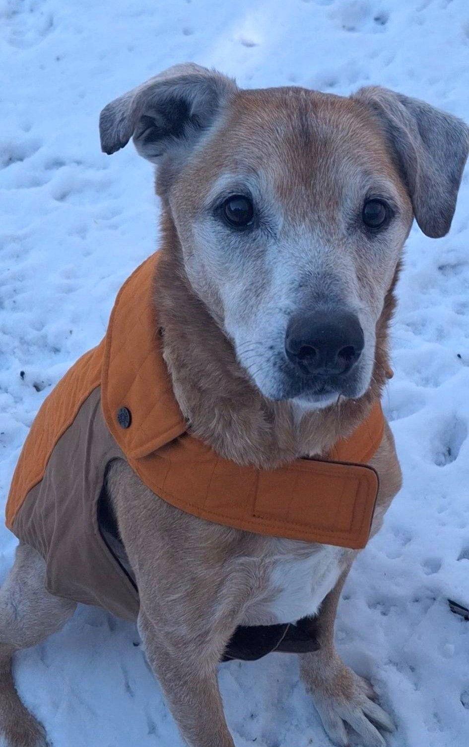 Enlarge Max Hip *LOCAL*, a Adoptable Labrador Retriever in Wakefield, RI image 3/3