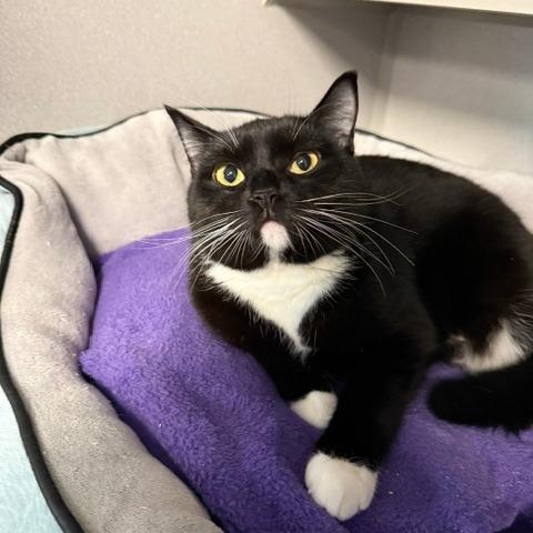 Gala, Adoptable, Young Female Domestic Short Hair.
