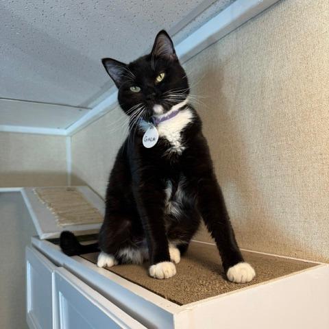 Gala, a Adoptable Domestic Short Hair in Washougal, WA image 2/5