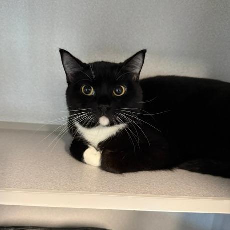 Gala, a Adoptable Domestic Short Hair in Washougal, WA image 3/5