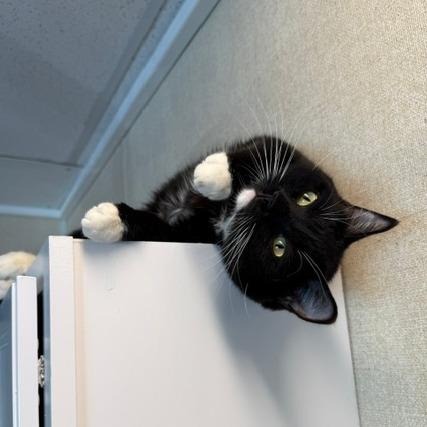 Gala, a Adoptable Domestic Short Hair in Washougal, WA image 4/5