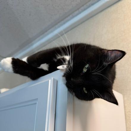 Gala, a Adoptable Domestic Short Hair in Washougal, WA image 5/5
