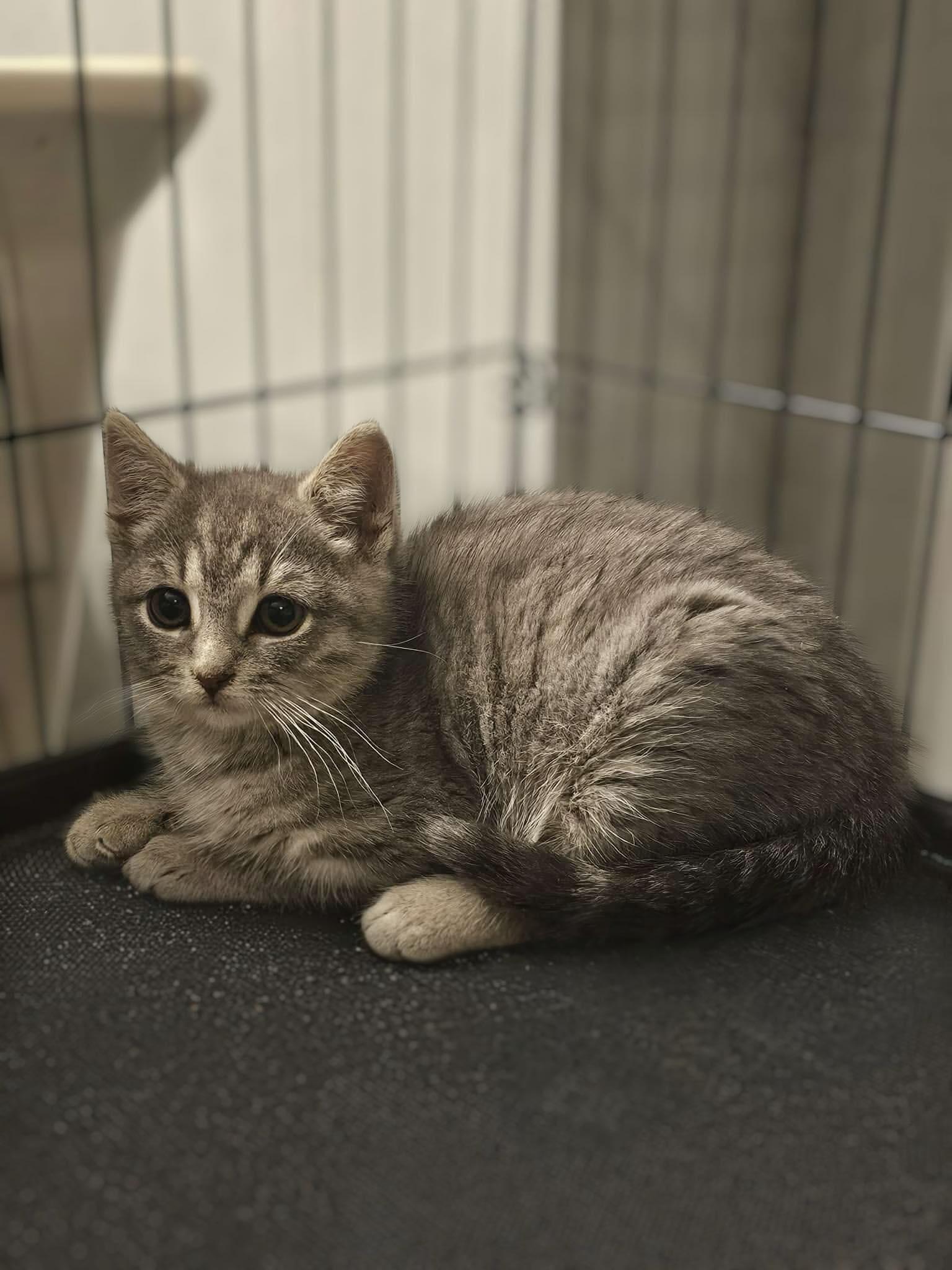 Peekaboo, ADOPTABLE, Kitten Female Domestic Short Hair.