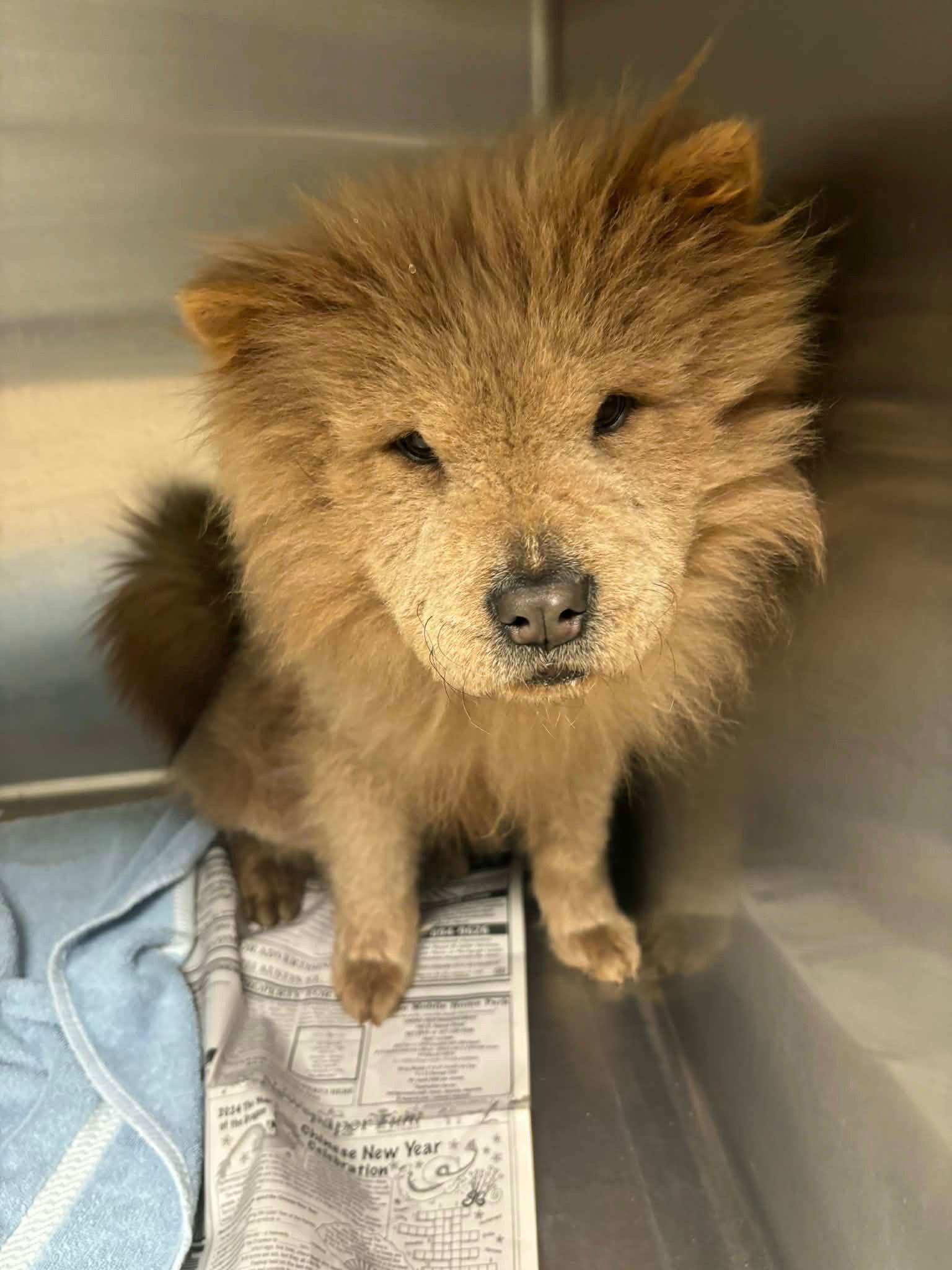 Enlarge Simba - ADOPTION IN PROCESS, a Adoptable Chow Chow in Grafton, WI image 1/2