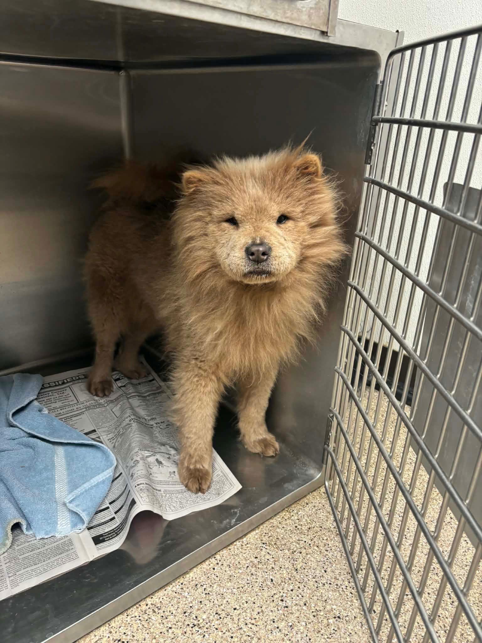 Enlarge Simba - ADOPTION IN PROCESS, a Adoptable Chow Chow in Grafton, WI image 2/2