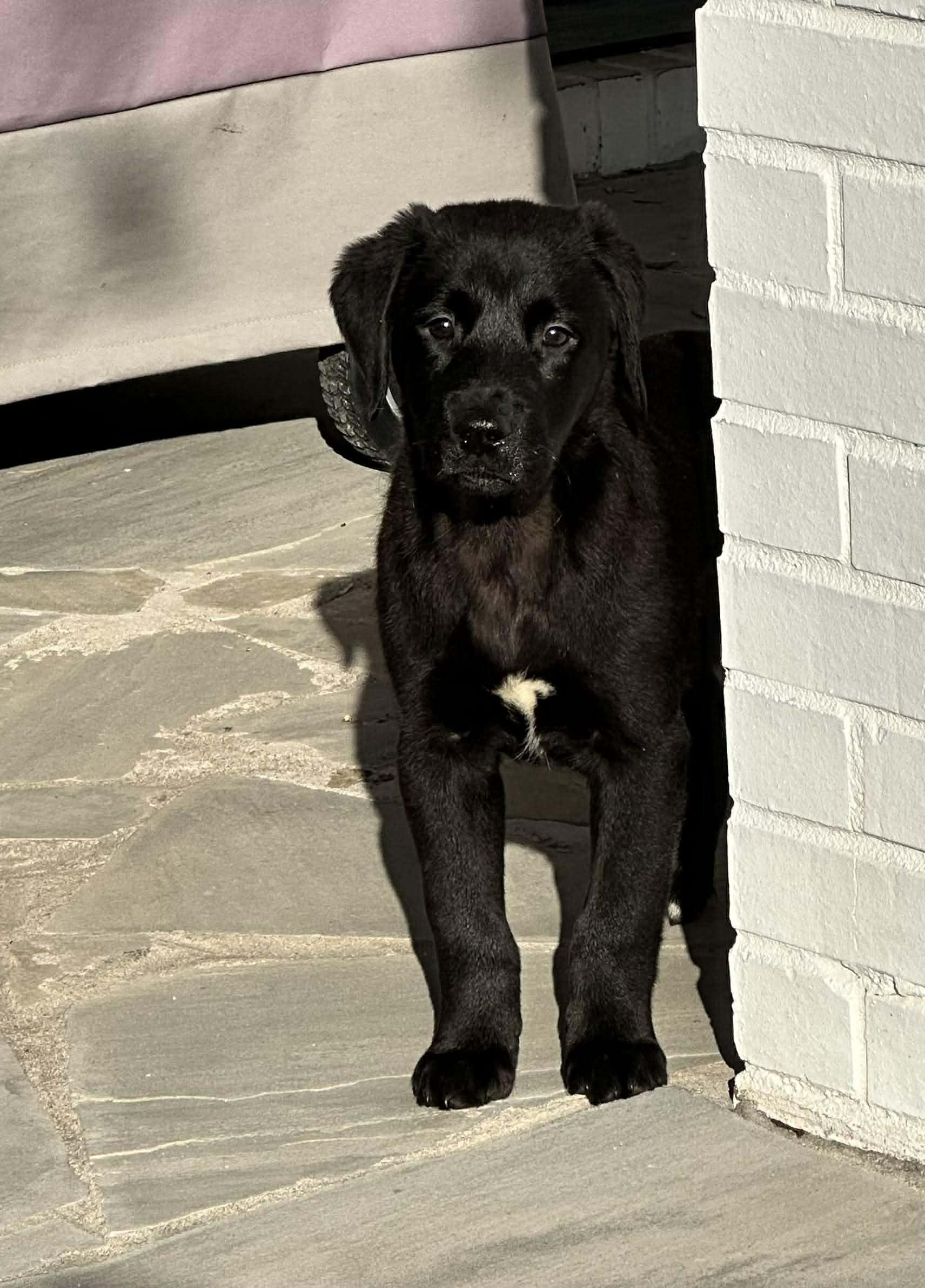 Otis, ADOPTABLE, Puppy Male Black Labrador Retriever.