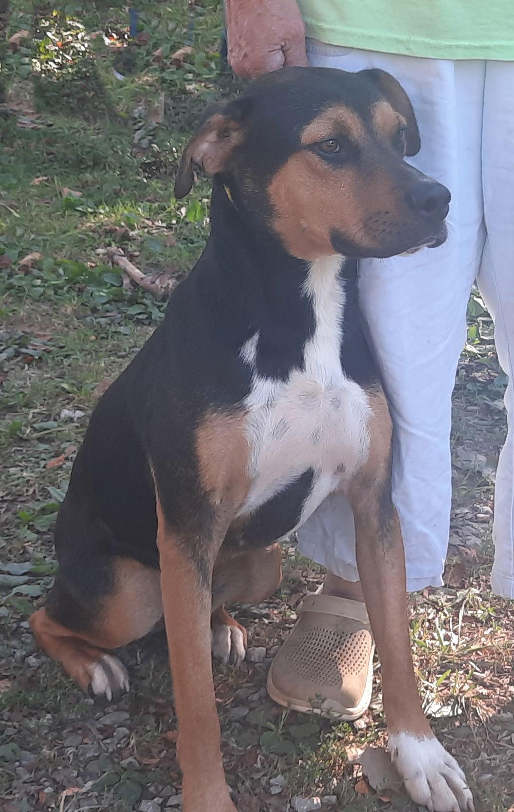 Joel, a Adoptable Rottweiler in Mcconnelsville, OH image 2/3