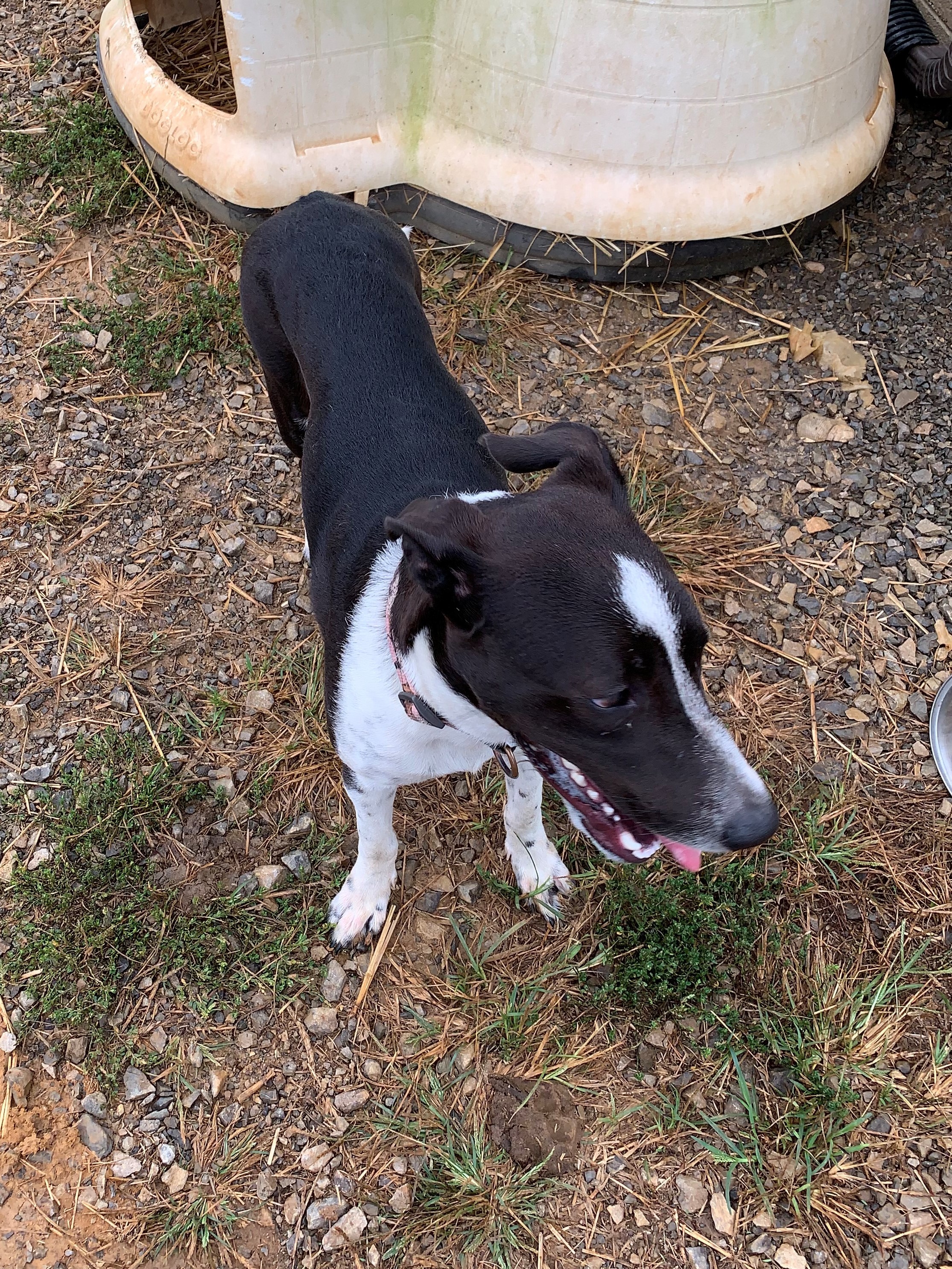 Lucia, Adoptable, Adult Female German Shorthaired Pointer & Bull Terrier.