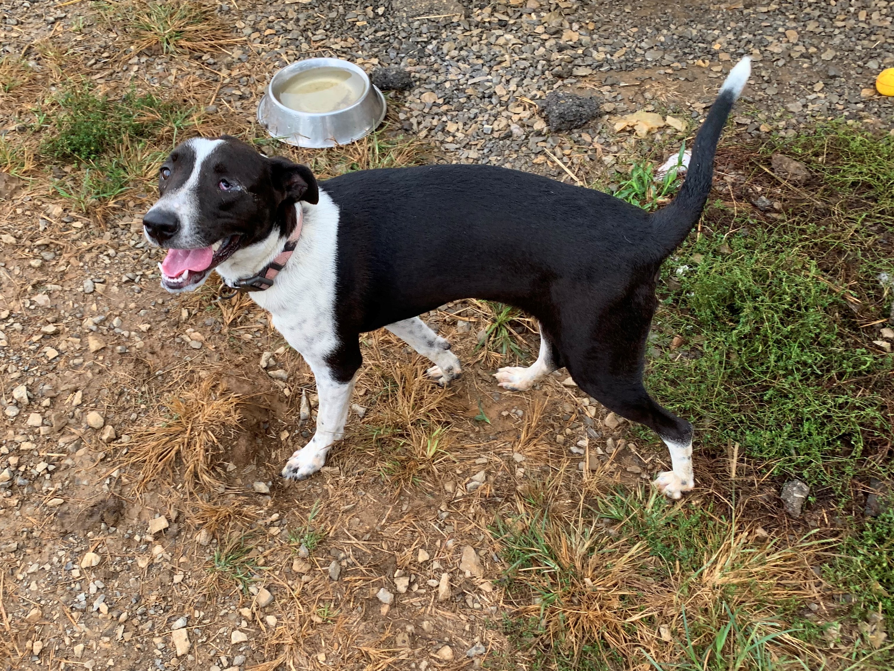 Lucia, a Adoptable mixed breed in Rogersville, TN image 2/5