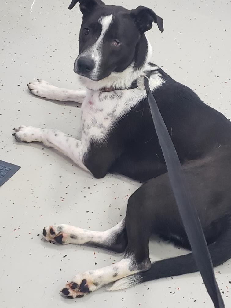 Lucia, a Adoptable mixed breed in Rogersville, TN image 3/5