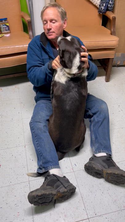 Enlarge Lucia, a Adoptable mixed breed in Rogersville, TN video 5/5