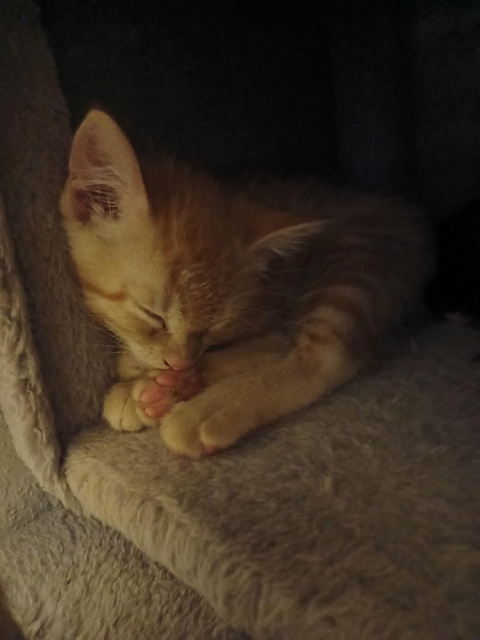 Enlarge Cheddar (Brother of Swiss, Cheese Puff and Colby), an adopted Domestic Short Hair in Houston, TX image 2/2