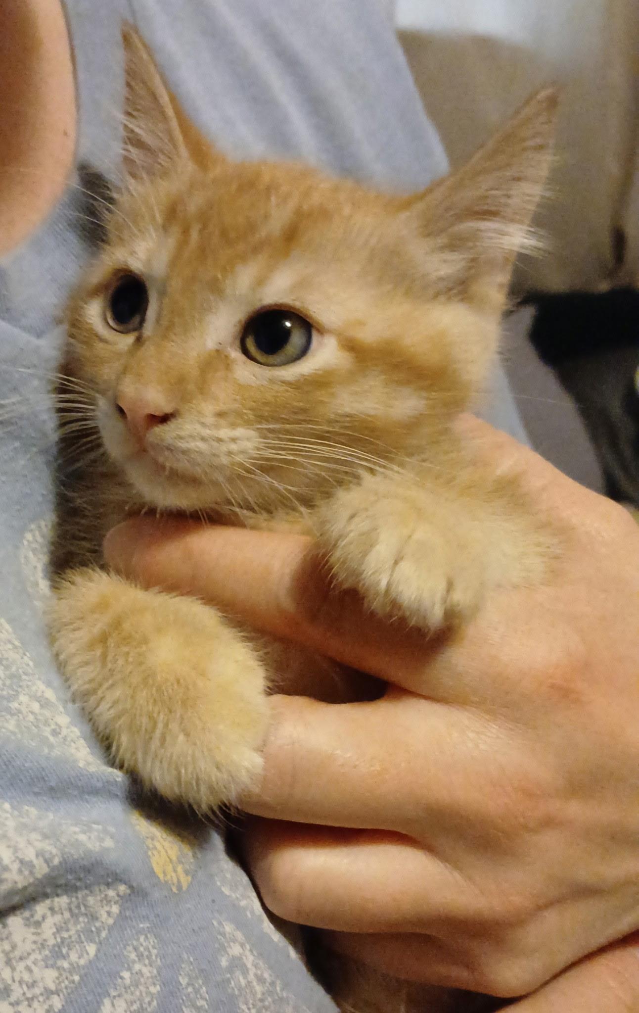 Cheddar (Brother of Swiss, Cheese Puff and Colby), adopted, Kitten Male Domestic Short Hair.
