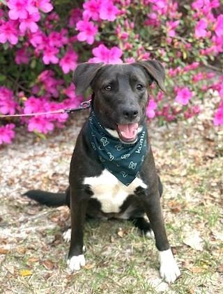 JOY, Adoptable, Young Female German Shepherd Dog & Hound.