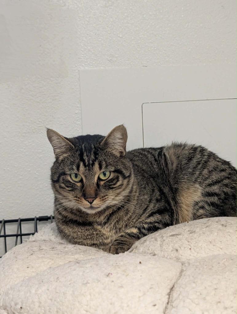 Sylvester, Adoptable, Adult Male Tabby.