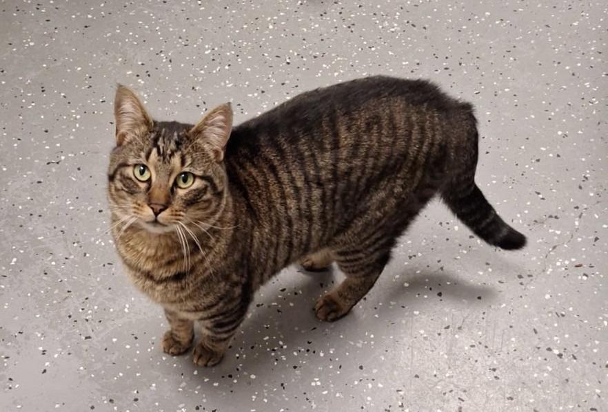 Enlarge Sylvester, a Adoptable Tabby in Grand Junction, CO image 2/2